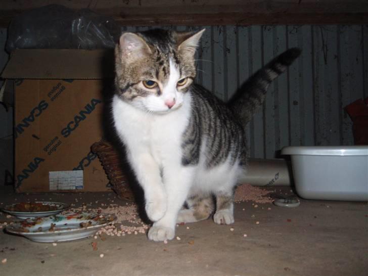 Huskat Minni billede 7