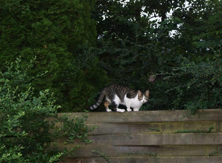 Huskat Minni - ***NYT*** 18/07-2010  billede 8