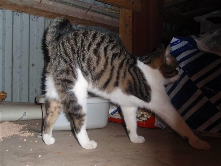 Huskat Minni - Lille cirkus kat der strækker sig, hehe :) billede 9