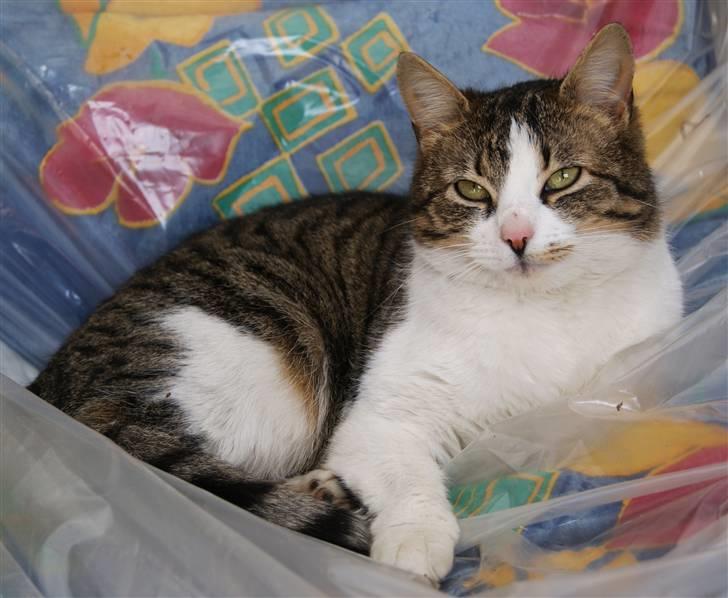 Huskat Minni - 16/03-2010 (: billede 10