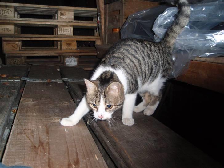 Huskat Minni - Uhh billede 11