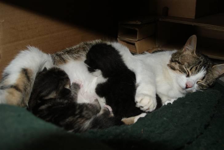 Huskat Minni - En fantastisk mor, med 2 fantastiske killinger <3 billede 12