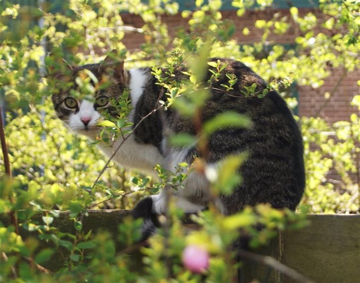 Huskat Minni - Sidder og glor billede 13