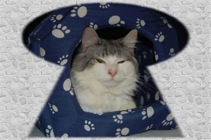 Norsk Skovkat Cormats ronaldinho - på udstilling billede 15