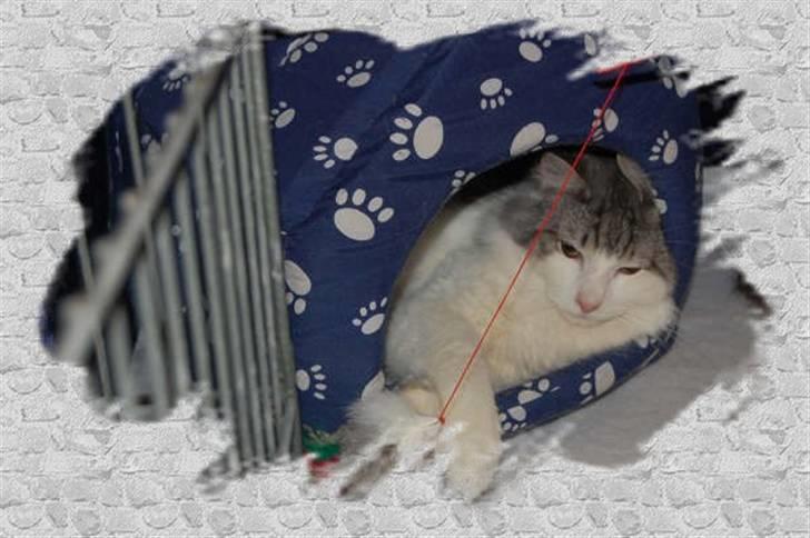 Norsk Skovkat Cormats ronaldinho - på udstilling billede 16