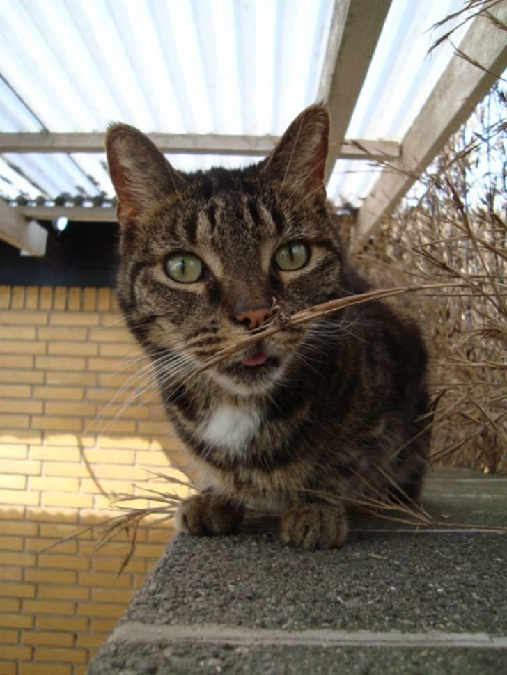 Blanding af racer lile søster/søser billede 1