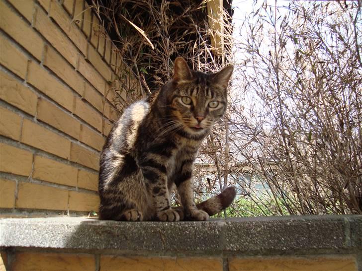 Blanding af racer lile søster/søser billede 2