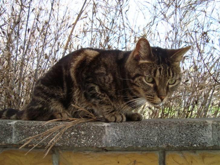 Blanding af racer lile søster/søser billede 3