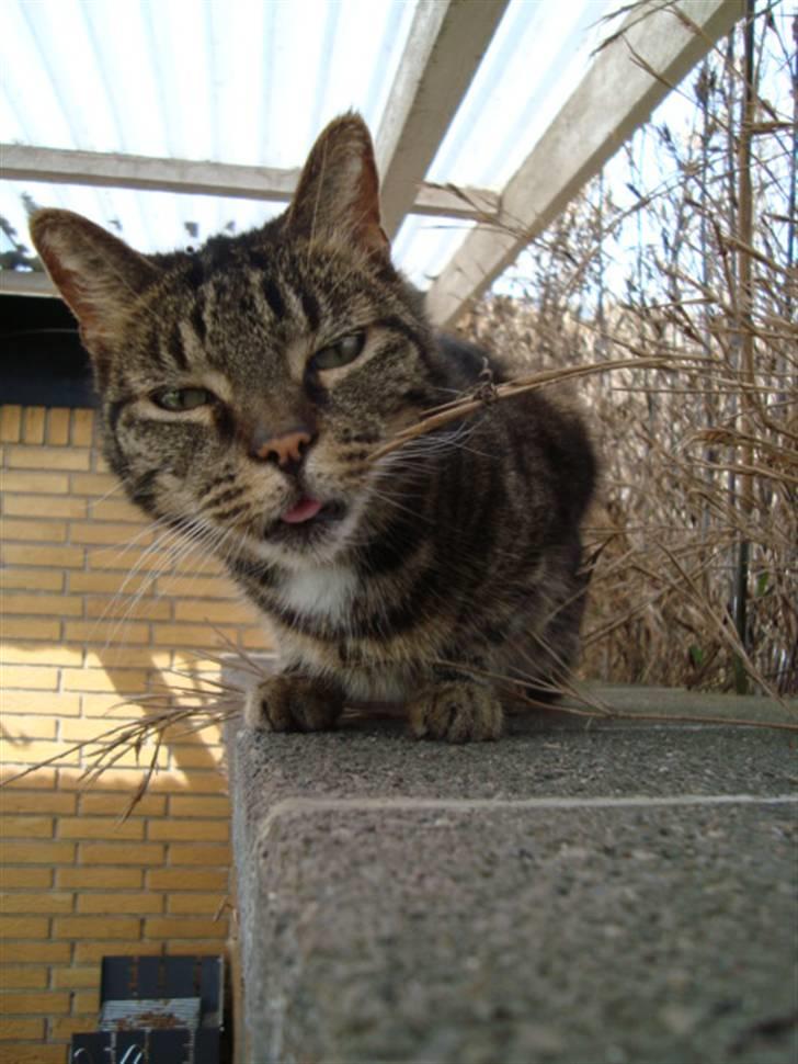 Blanding af racer lile søster/søser billede 4