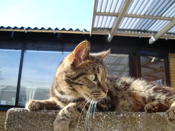 Blanding af racer lile søster/søser billede 5