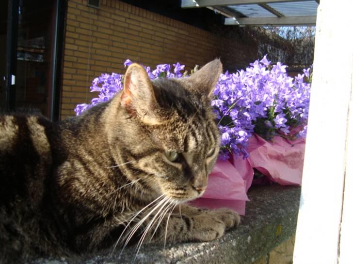 Blanding af racer lile søster/søser billede 6