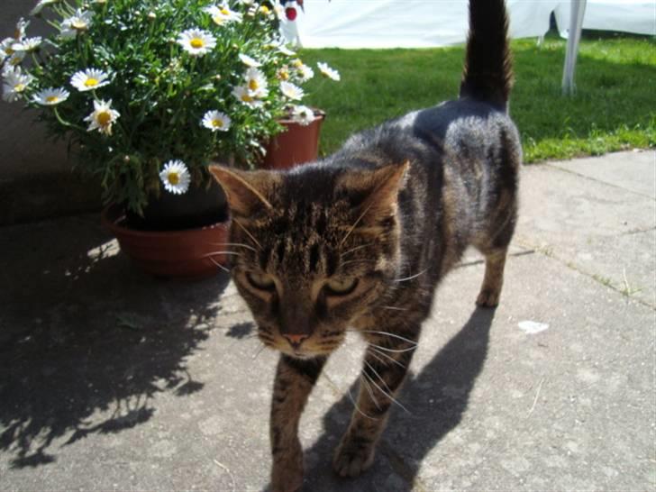 Blanding af racer lile søster/søser billede 7