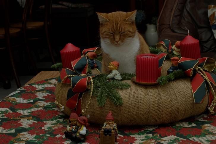 Blanding af racer Lilly billede 2