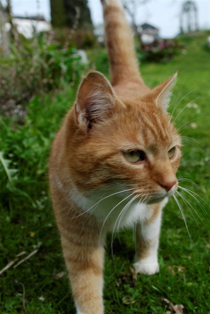 Blanding af racer Lilly billede 4