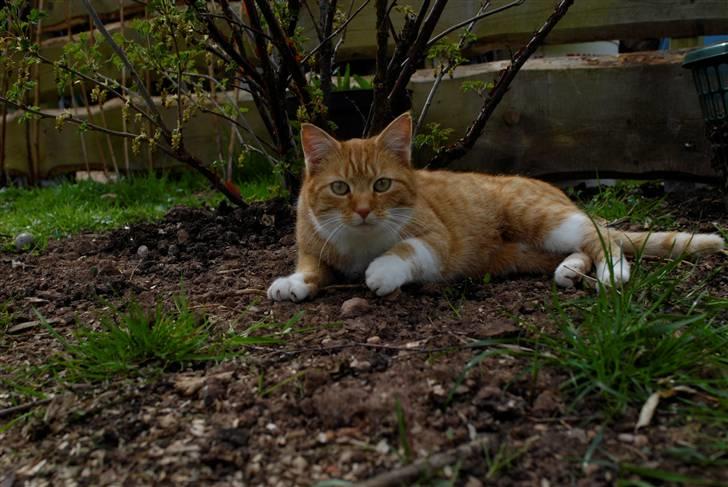 Blanding af racer Lilly billede 5