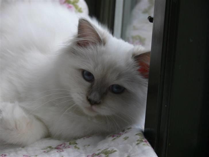 Hellig Birma Sweet Candy Candy SongHio billede 4