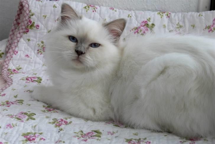 Hellig Birma Sweet Candy Candy SongHio billede 5