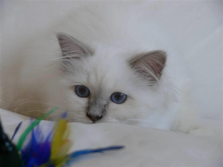 Hellig Birma Sweet Candy Candy SongHio billede 6