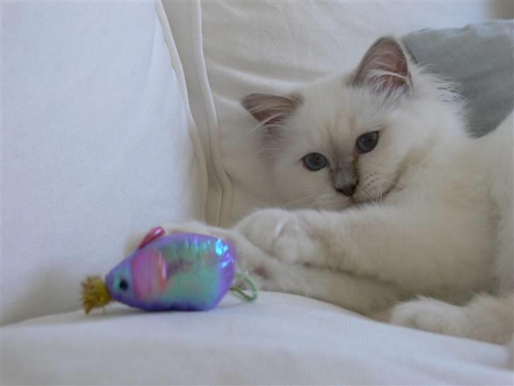 Hellig Birma Sweet Candy Candy SongHio billede 7