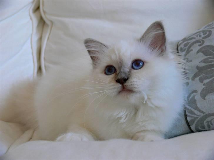 Hellig Birma Sweet Candy Candy SongHio billede 8