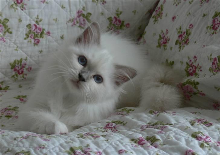 Hellig Birma Sweet Candy Candy SongHio billede 9