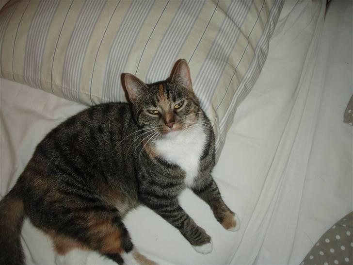 Huskat Gucci * Mor til dem alle* - Er jeg ikke bare dejlig ? <3 billede 1