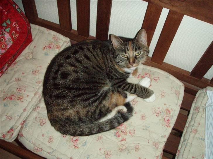 Huskat Gucci * Mor til dem alle* - Gucci<3 billede 2