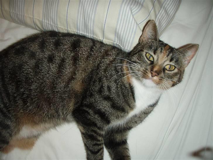 Huskat Gucci * Mor til dem alle* - Sikke de tager billedr af miig..(: billede 3