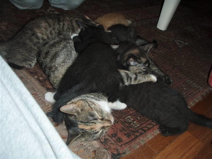 Huskat Gucci * Mor til dem alle* - Her ligger jeg så med mine 6 dejlige killinger<3 billede 4