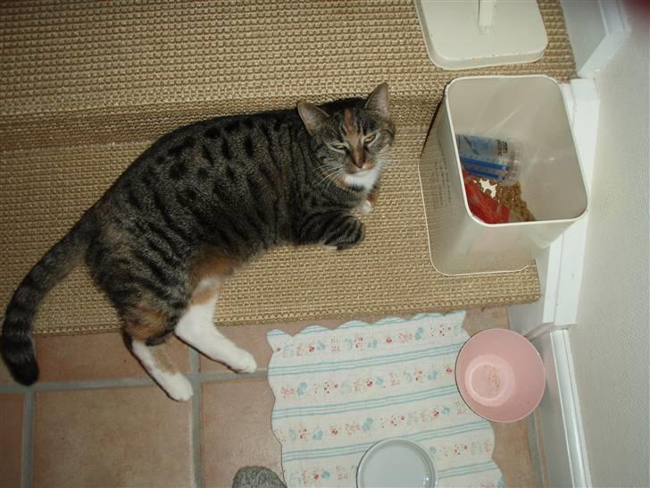 Huskat Gucci * Mor til dem alle* - Er der ikke en der snart gider at give mig noget mad ? Jeg er sulten... billede 5