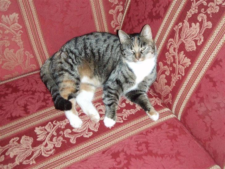 Huskat Gucci * Mor til dem alle* - Gucci<3 billede 6