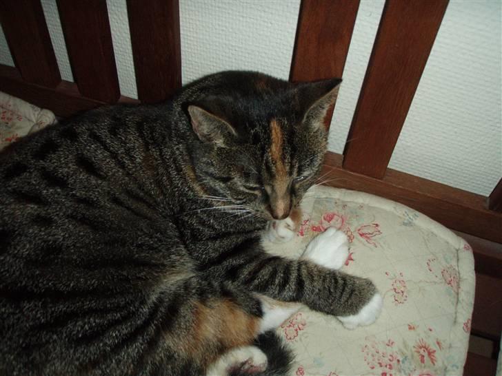 Huskat Gucci * Mor til dem alle* - Jeg nyder bare livet.. billede 7