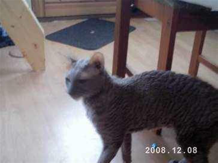 Cornish Rex Bamsekats Anton Berg - Cornish Rex Bamsekats Anton Berg billede 1