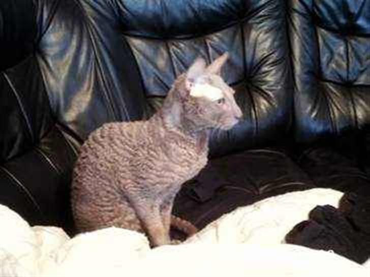 Cornish Rex Bamsekats Anton Berg - Han er bare så dejlig billede 2