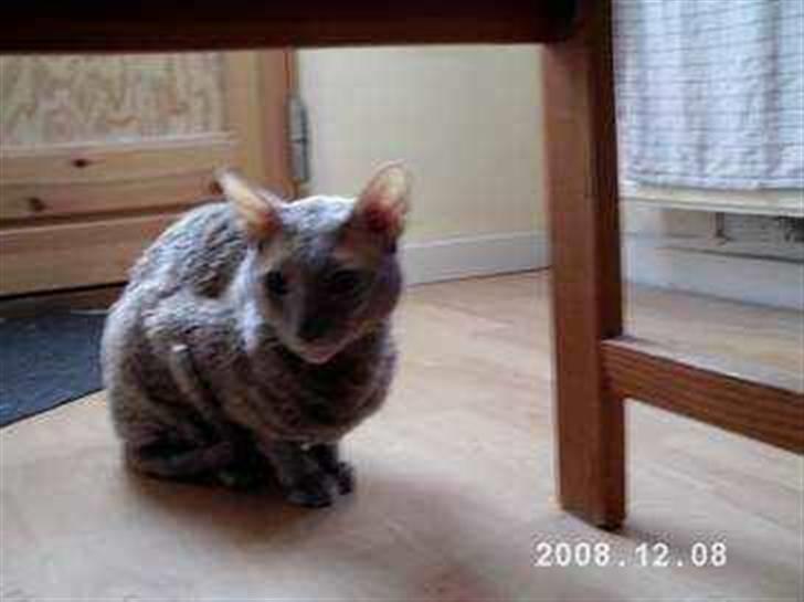 Cornish Rex Bamsekats Anton Berg - Fin er han sq billede 3