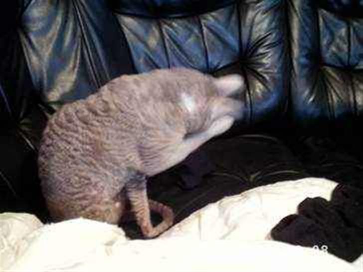 Cornish Rex Bamsekats Anton Berg - En rigtig kælen charmetrold billede 4