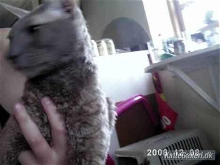 Cornish Rex Bamsekats Anton Berg - Min lille kælne dejlige Anton billede 5