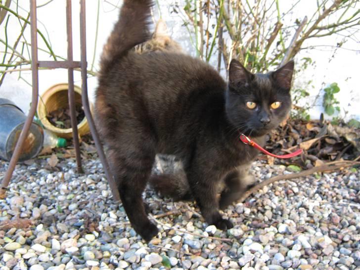 Blanding af racer Lakrids *R*I*P billede 1