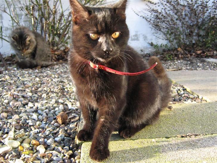 Blanding af racer Lakrids *R*I*P billede 2