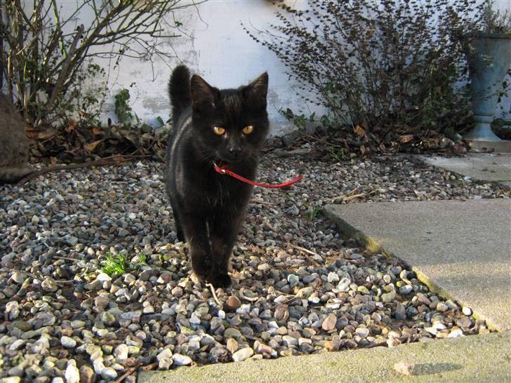 Blanding af racer Lakrids *R*I*P billede 3