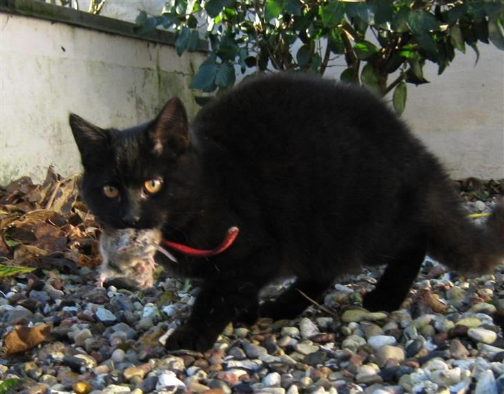 Blanding af racer Lakrids *R*I*P billede 4