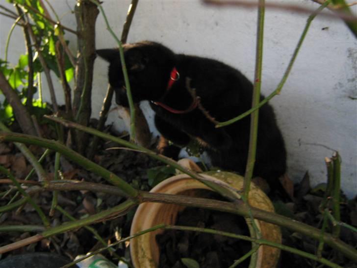 Blanding af racer Lakrids *R*I*P billede 5