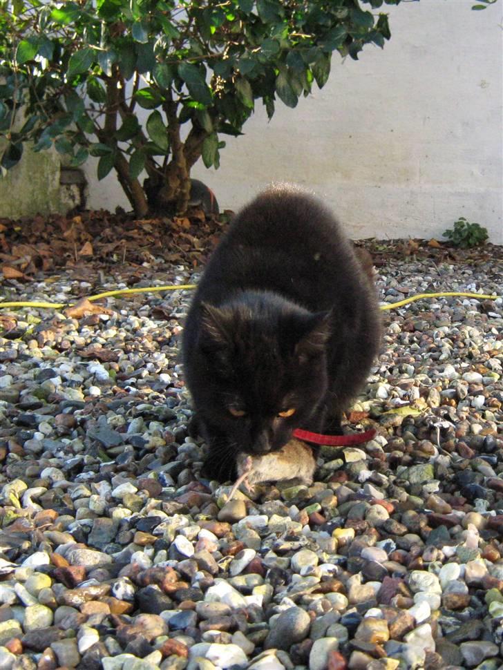 Blanding af racer Lakrids *R*I*P billede 6