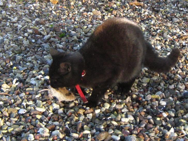 Blanding af racer Lakrids *R*I*P billede 7