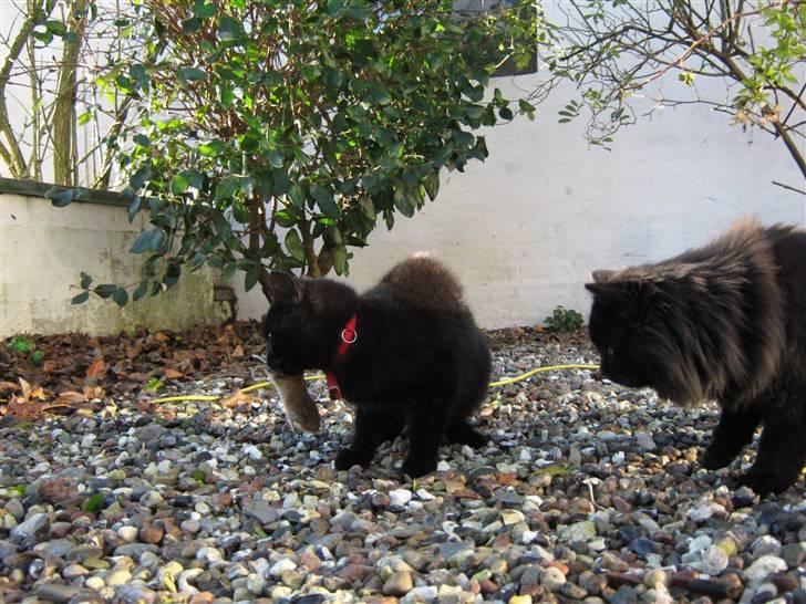 Blanding af racer Lakrids *R*I*P billede 8