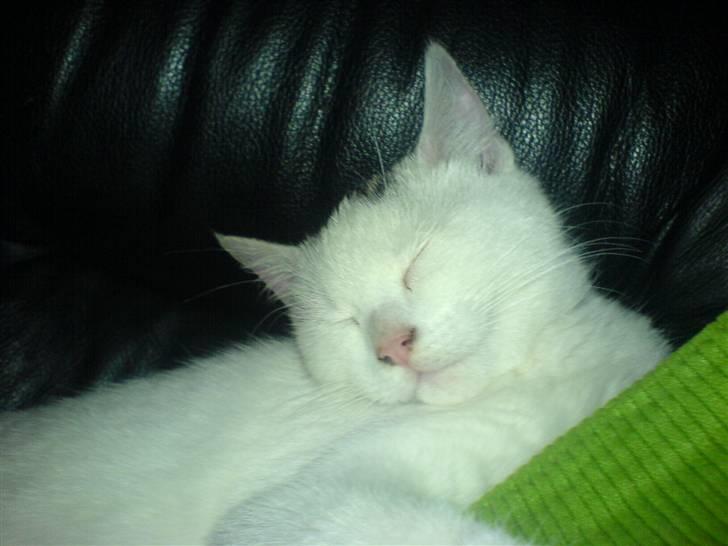 Blanding af racer Simba... R.I.P. billede 10