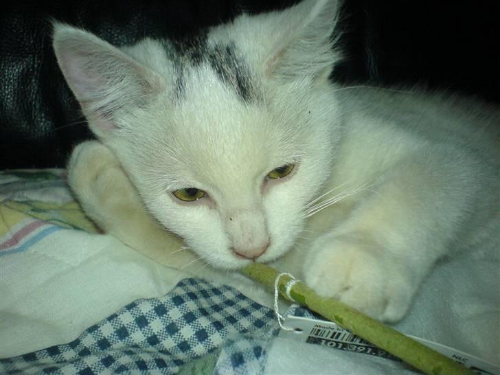 Blanding af racer Simba... R.I.P. billede 11