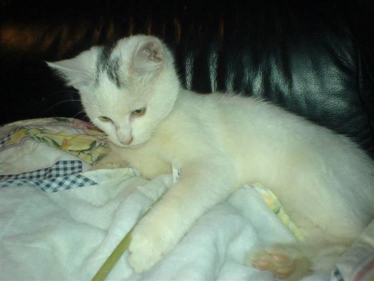 Blanding af racer Simba... R.I.P. billede 12