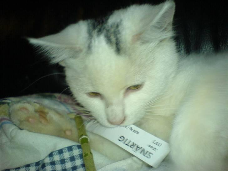 Blanding af racer Simba... R.I.P. billede 13