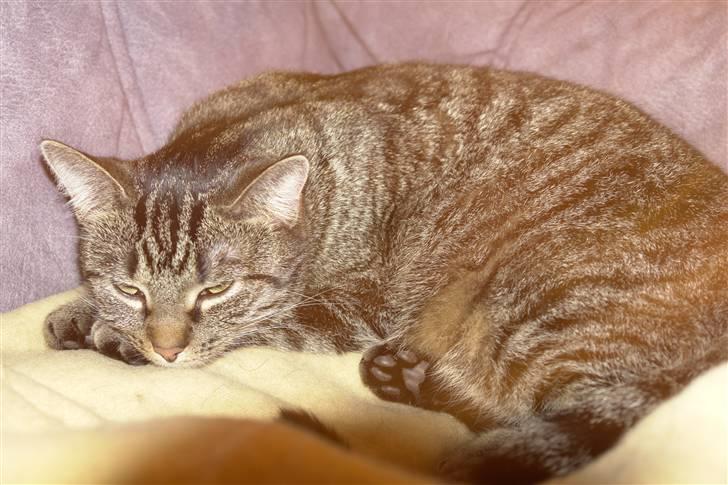 Huskat Bitten-har fået nyt hjem billede 8